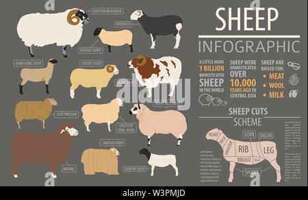 Razza di pecore modello infografico. Animale della fattoria. Design piatto. Illustrazione Vettoriale Illustrazione Vettoriale