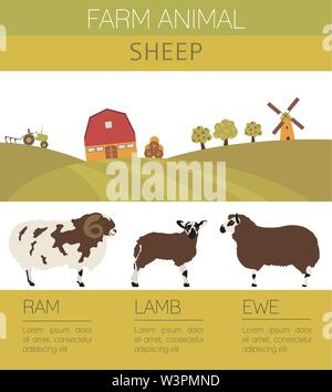 Allevamento di pecore ed infografico modello. Ram, pecora, agnello famiglia. Design piatto. Illustrazione Vettoriale Illustrazione Vettoriale