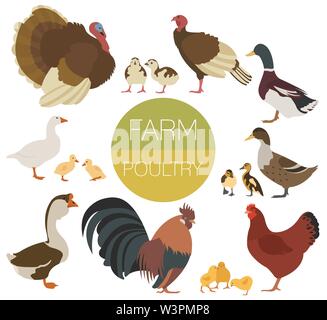 Gli allevamenti di pollame. Pollo, tacchino, anatra, oca famiglia isolato su bianco. Illustrazione Vettoriale Illustrazione Vettoriale