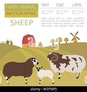 Allevamento di pecore ed infografico modello. Ram, pecora, agnello famiglia. Design piatto. Illustrazione Vettoriale Illustrazione Vettoriale