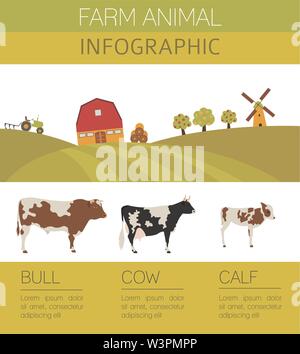 Allevamento di Bestiame ed infografico modello. Vacca, Bull, famiglia di vitello. Design piatto. Illustrazione Vettoriale Illustrazione Vettoriale