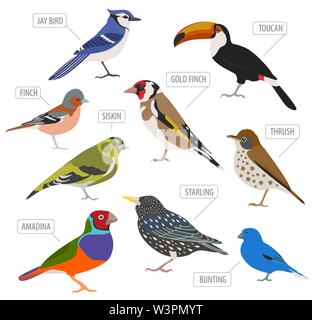 Gli uccelli da compagnia raccolta razze, il set di icone di stile di piatto isolato su bianco. Per creare il proprio una infografica su animali domestici. Illustrazione Vettoriale Illustrazione Vettoriale