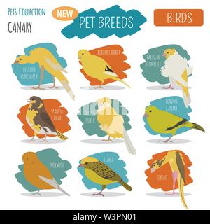 Razze Canarie il set di icone di stile di piatto isolato su bianco. Gli uccelli da compagnia raccolta. Per creare il proprio una infografica su animali domestici. Illustrazione Vettoriale Illustrazione Vettoriale