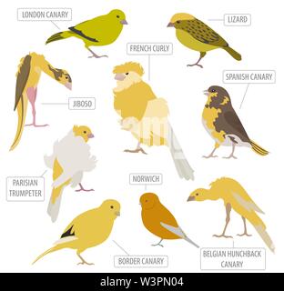 Razze Canarie il set di icone di stile di piatto isolato su bianco. Gli uccelli da compagnia raccolta. Per creare il proprio una infografica su animali domestici. Illustrazione Vettoriale Illustrazione Vettoriale