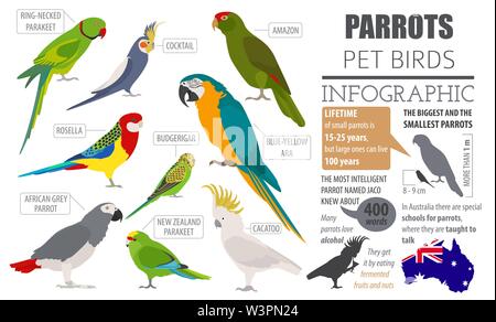 Razze di pappagallo il set di icone di stile di piatto isolato su bianco. Gli uccelli da compagnia raccolta. Per creare il proprio una infografica su animali domestici. Illustrazione Vettoriale Illustrazione Vettoriale