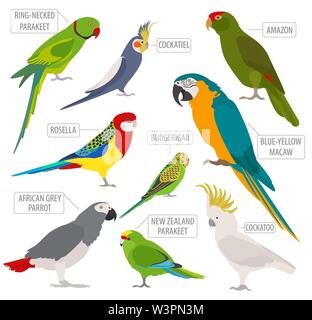 Razze di pappagallo il set di icone di stile di piatto isolato su bianco. Gli uccelli da compagnia raccolta. Per creare il proprio una infografica su animali domestici. Illustrazione Vettoriale Illustrazione Vettoriale