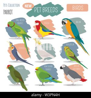 Razze di pappagallo il set di icone di stile di piatto isolato su bianco. Gli uccelli da compagnia raccolta. Per creare il proprio una infografica su animali domestici. Illustrazione Vettoriale Illustrazione Vettoriale