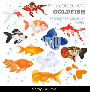 Acquario di acqua dolce razze pesci il set di icone di stile di piatto isolato su bianco. Goldfish. Per creare il proprio una infografica su animali domestici. Illustrazione Vettoriale Illustrazione Vettoriale