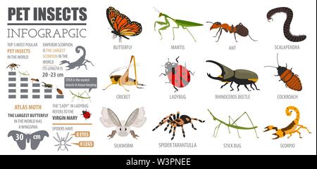 Pet razze di insetti il set di icone di stile di piatto isolato su bianco. Casa mantenendo i bug, coleotteri, bastoncini, ragni e altre collezioni. Per creare il proprio una infografica ab Illustrazione Vettoriale