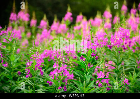 Campo di fireweed o willowherb in fiore. Estate giornata di sole Foto Stock