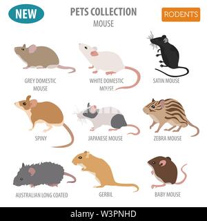 Razze di topi il set di icone di stile di piatto isolato su bianco. Mouse roditori collezione. Per creare il proprio una infografica su animali domestici. Illustrazione Vettoriale Illustrazione Vettoriale