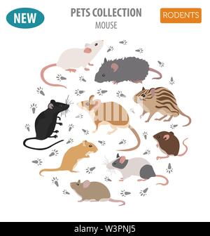 Razze di topi il set di icone di stile di piatto isolato su bianco. Mouse roditori collezione. Per creare il proprio una infografica su animali domestici. Illustrazione Vettoriale Illustrazione Vettoriale