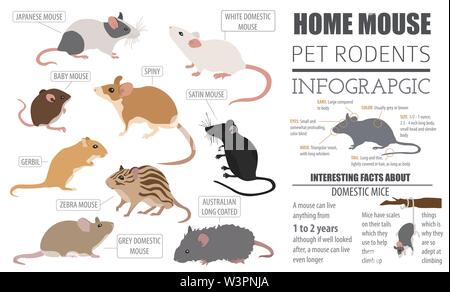 Razze di topi il set di icone di stile di piatto isolato su bianco. Mouse roditori collezione. Per creare il proprio una infografica su animali domestici. Illustrazione Vettoriale Illustrazione Vettoriale