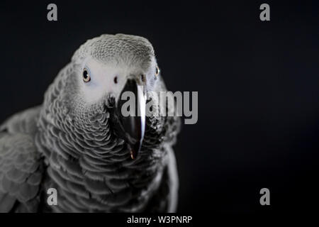 Close up pappagallo grigio africano (Psittacus erithacus) testa ritratto durante concentrandosi su parlare da abile ripetendo parlare. Faccia di intelligent-come un uccello, Foto Stock