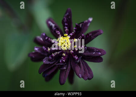 Primo piano di un singolo fiore di Barlow Nero (Aquilegia vulgaris), altrimenti noto come cofano di Grannys, con uno sfondo verde naturale Foto Stock