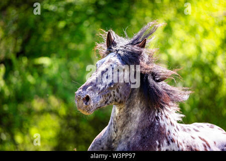 Cavallo norico. Ritratto di leopard-spotted castrazione con la criniera fluente. Germania Foto Stock