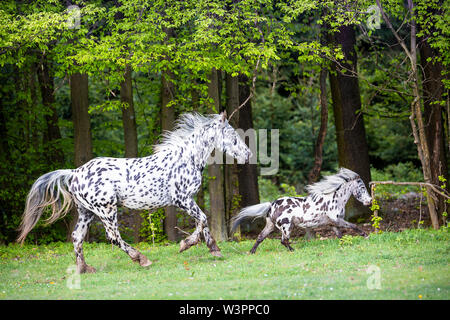 Knabstrup del cavallo e del pony Shetland, Appaloosa in miniatura. Due stalloni al galoppo su un pascolo. Germania Foto Stock