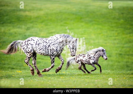 Knabstrup del cavallo e del pony Shetland, Appaloosa in miniatura. Due stalloni al galoppo su un pascolo. Germania Foto Stock