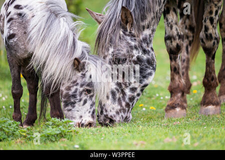 Knabstrup del cavallo e del pony Shetland, Appaloosa in miniatura. Due stalloni insieme al pascolo. Germania Foto Stock