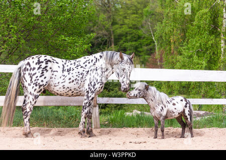 Knabstrup del cavallo e del pony Shetland, Appaloosa in miniatura. Due stalloni sniffing a vicenda in un luogo di equitazione. Germania Foto Stock