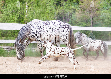 Knabstrup cavallo, Dalmatioan e pony Shetland, Appaloosa in miniatura. Due stalloni e un cane in un luogo di equitazione. Germania Foto Stock