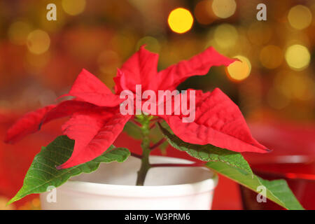 Simbolica pianta di Natale - poinsettia. Albero di natale luci in background Foto Stock