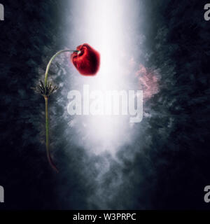 Migliorate digitalmente immagine di una mano disegnato e dipinto studio botanico della corona (anemone coronaria Anemone) millefiori israeliano Foto Stock