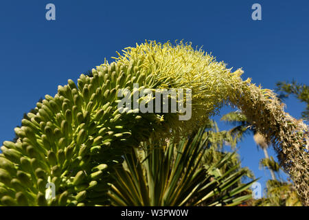 La sezione di fiori di spike di Agave attenuata (aka Agawa attenuata), che mostra centinaia di singoli fiori in varie fasi di apertura. Foto Stock