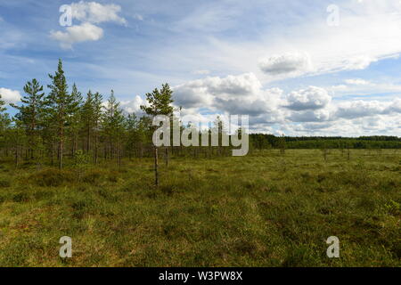 Palude Foresta con bassa marsh tree pini sotto un bianco cirrus cloud sul cielo blu su una mattina d'estate Foto Stock