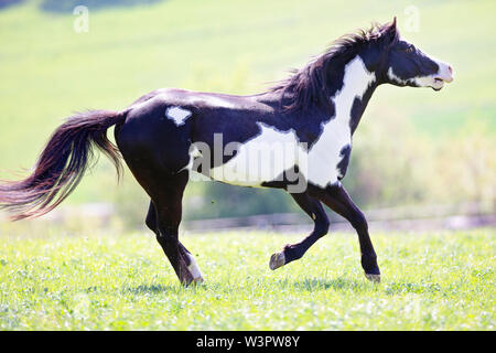 American Paint Horse. Stallone al galoppo su un pascolo in primavera, neighing. Germania Foto Stock