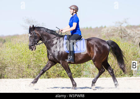 Hanoverian cavallo. Nero con la castrazione rider su un luogo di equitazione, mostrando un esteso di trotto. Germania Foto Stock