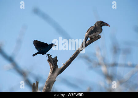 Cape glossy starling (Lamprotornis nitens). e Monteiro's Hornbill (Tockus monteiri) su un albero. Fotografato nel parco nazionale di Etosha, Namibia. Foto Stock