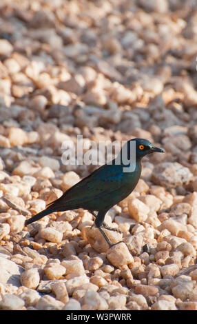 Cape glossy starling (Lamprotornis nitens). Questo starling si trova in tutta la maggior parte del Sud Africa. Come tutti gli storni, utilizza la sua forte rastremazione Foto Stock