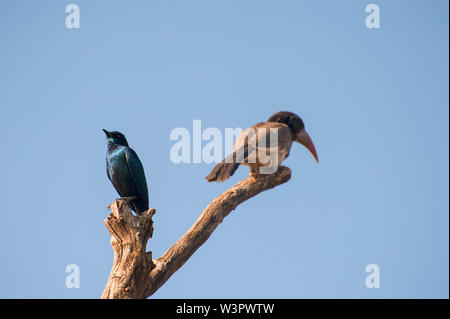 Cape glossy starling (Lamprotornis nitens). e Monteiro's Hornbill (Tockus monteiri) su un albero. Fotografato nel parco nazionale di Etosha, Namibia. Foto Stock