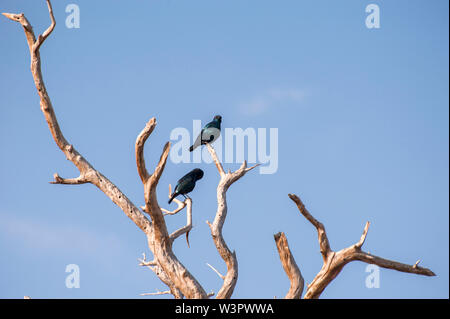 Cape glossy starling (Lamprotornis nitens). Questo starling si trova in tutta la maggior parte del Sud Africa. Come tutti gli storni, utilizza la sua forte rastremazione Foto Stock