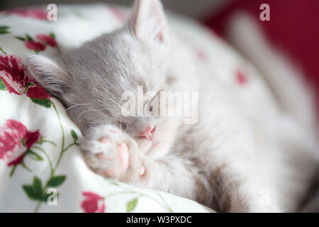 British Shorthair Cat. Kitten (10 settimane di età) dormire su una coperta. Germania Foto Stock