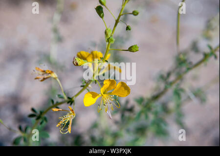 Mouse giallo-whiskers, (Cleome angustifolia), Capo Croce, Namibia Foto Stock