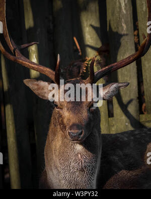 Daini Buck Foto Stock