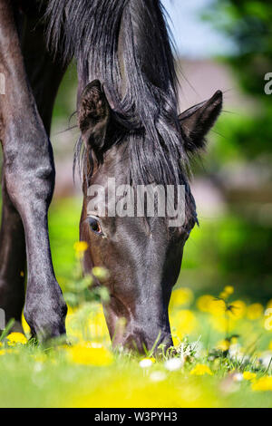 Trakehner. Ritratto di giovane nero stallone il pascolo in un prato. Germania Foto Stock