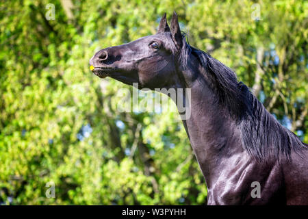 Trakehner. Ritratto di giovane nero stallone in un prato. Germania Foto Stock