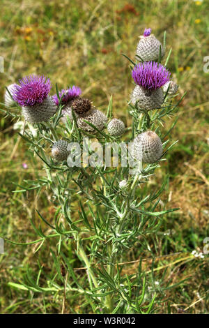 Lanosi Thistle (Cirsium eriophorum), la fioritura delle piante. Germania Foto Stock