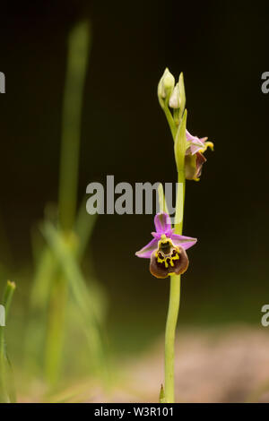 Fine di spider-ORCHIDEA (Ophrys fuciflora) fotografato in Israele nel mese di aprile Foto Stock