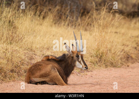 Sable Antelope - Hippotragus niger, bellissimo grande antilope da savane africane e cespugli, Namibia. Foto Stock