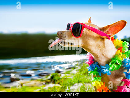 Chihuahua dog sitter in acqua di mare, di fiume o di lago in estate vacanza , prendendo un selfie spuntavano lingua Foto Stock