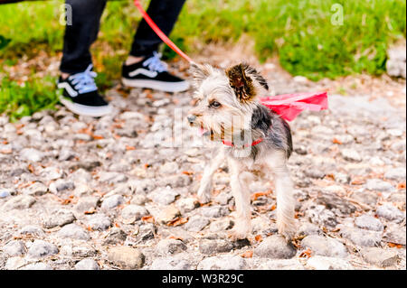 Yorkshire terrier passeggiate nel parco. Piccolo cane con un guinzaglio rosso. Razza decorativo di cani. Bella animali domestici e uomo Foto Stock