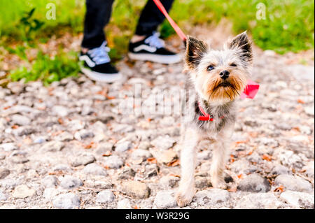 Yorkshire terrier passeggiate nel parco. Piccolo cane con un guinzaglio rosso. Razza decorativo di cani. Bella animali domestici e uomo Foto Stock