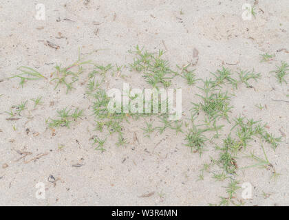 A metà estate fogliame / foglie di fico d'India / Saltwort Salsola kali su di una spiaggia di sabbia. Una volta usato come una fonte di carbonato di sodio nella produzione di vetro. Foto Stock