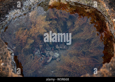 Tide rock pool formato nel selvaggio calcare rive abitate da ocean flora come feathery alghe rosse, piccoli organismi e rivestito con ciottoli Foto Stock