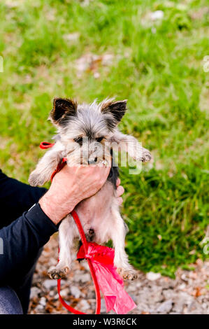 Yorkshire terrier passeggiate nel parco. Piccolo cane con un guinzaglio rosso in mani maschili. Razza decorativo di cani. Bella animali domestici e uomo Foto Stock