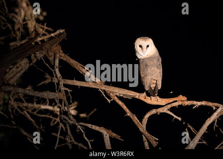 Un western barbagianni, Tyto alba, è illuminato da un riflettore durante una notte di avvistamento di trasmissione in Madikwe Game Reserve, Nord Ovest, Sud Africa. Foto Stock